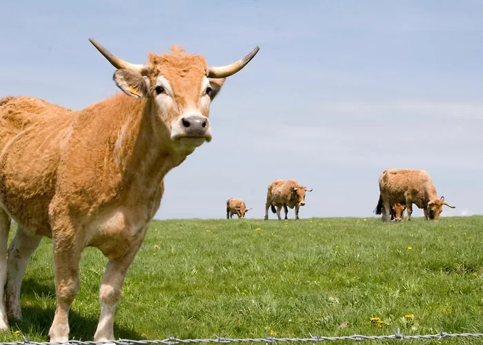 Szálloda Regis Laguiole